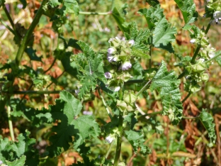 Malva verticillata