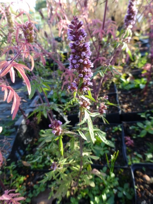 Schizonepeta tenuifolia