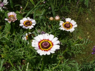 Chrysanthemum carinatum 'Cockade'