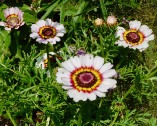 Chrysanthemum carinatum (Mischung)