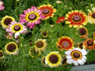 Chrysanthemum carinatum (Mischung)