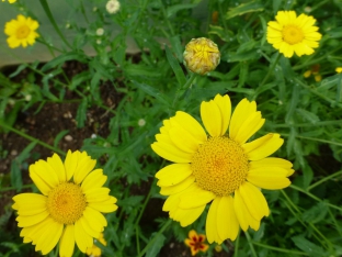 Chrysanthemum segetum