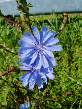 Cichorium intybus