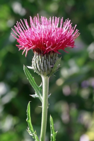 Cirsium japonicum 'Deep Rose'