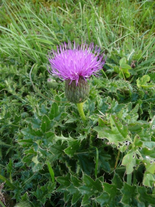 Cirsium acaule