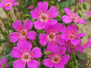 Cisanthe grandiflora 'Brightness'