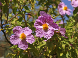 Cistus incanus (var. tauricus)