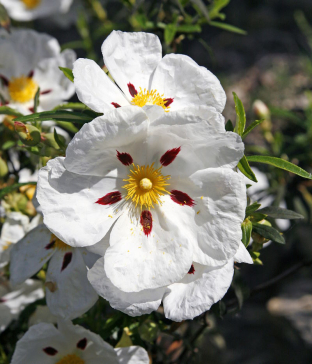 Cistus ladanifer