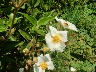 Cistus laurifolius