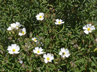 Cistus monspeliensis