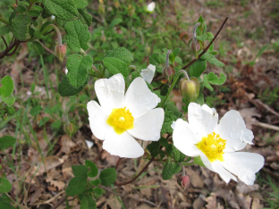 Cistus salviifolius