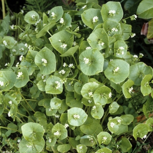 Claytonia perfoliata