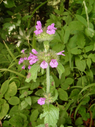 Clinopodium vulgare