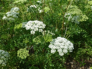 Cnidium silaifolium