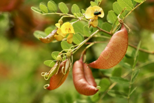 Colutea arborescens