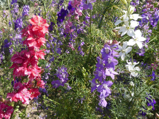 Consolida ajacis 'Giant Imperial Mischung'