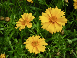 Coreopsis grandiflora 'Mayfield Giants'