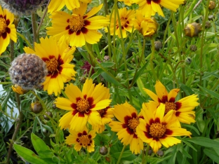 Coreopsis lanceolata 'Sterntaler'