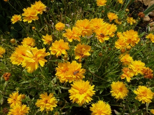 Coreopsis grandiflora 'Early Gold'