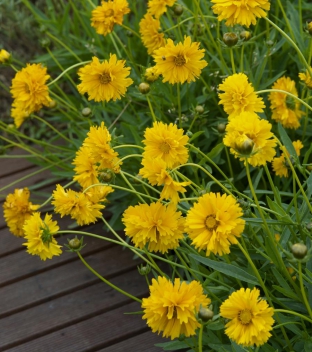 Coreopsis grandiflora 'Sundrops'