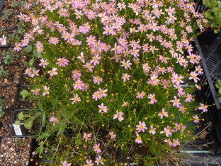 Coreopsis rosea