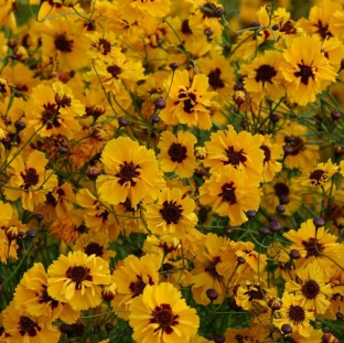 Coreopsis tinctoria 'Golden Roulette'