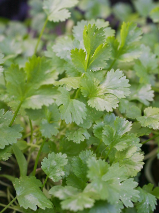 Coriandrum sativum