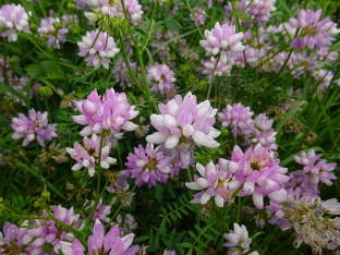 Coronilla varia