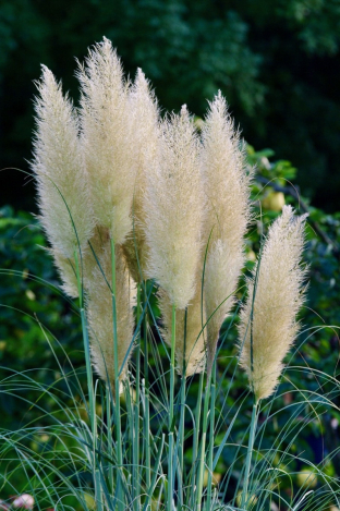 Cortaderia selloana 'Weisse Feder'