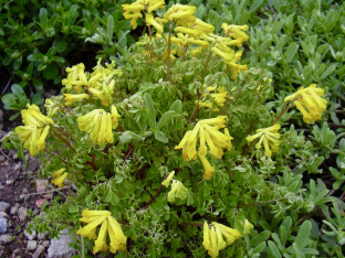 Corydalis lutea