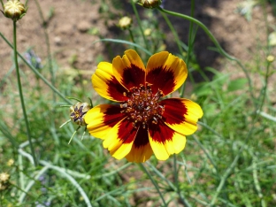 Cosmidium burridgeanum 'Brunette'