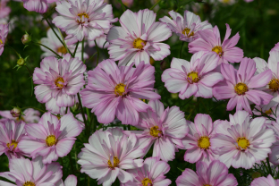 Cosmos bipinnatus 'Cosimo Collarette'