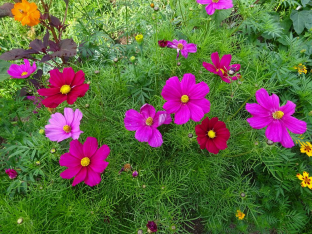 Cosmos bipinnatus 'Gazebo Red'