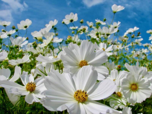 Cosmos bipinnatus 'Gazebo White'