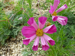 Cosmos bipinnatus 'Sea Shells Red'