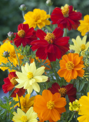 Cosmos sulphureus 'Brightness'