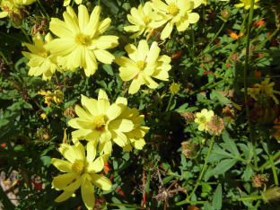 Cosmos sulphureus 'Brightness Lemon'