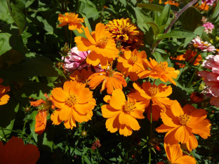 Cosmos sulphureus 'Brightness Orange'