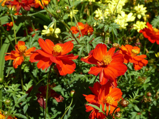 Cosmos sulphureus 'Brightness Red'