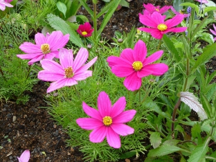 Cosmos bipinnatus 'Dwarf Sensation Mixed'