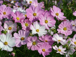 Cosmos bipinnatus 'Cosimo Pink-White'