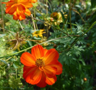 Cosmos sulphureus 'Crest Orange'