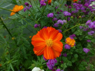 Cosmos sulphureus 'Sunset Orange'