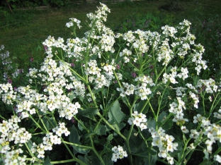 Crambe maritima