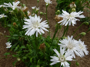 Crepis rubra 'Alba'
