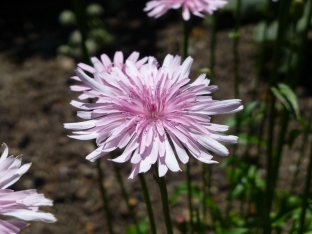 Crepis rubra