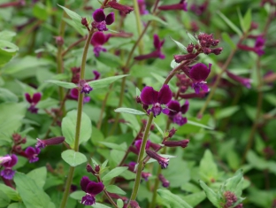 Cuphea lanceolata 'Purple Passion'