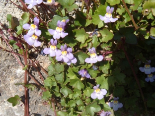 Cymbalaria muralis