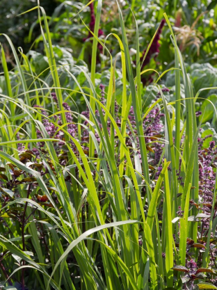 Cymbopogon flexuosus