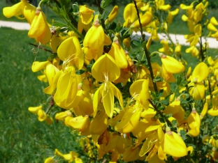 Cytisus (Sarothamnus) scoparius